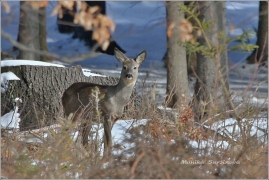 <p>SRNEC OBECNÝ (Capreolus capreolus) Šluknovsko - Harta /European roe deer - Reh/</p>